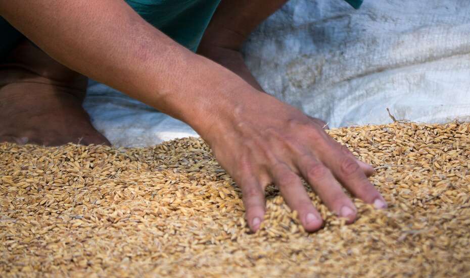 Reissamen zum Trocknen ausgelegt, Myanmar 2012.