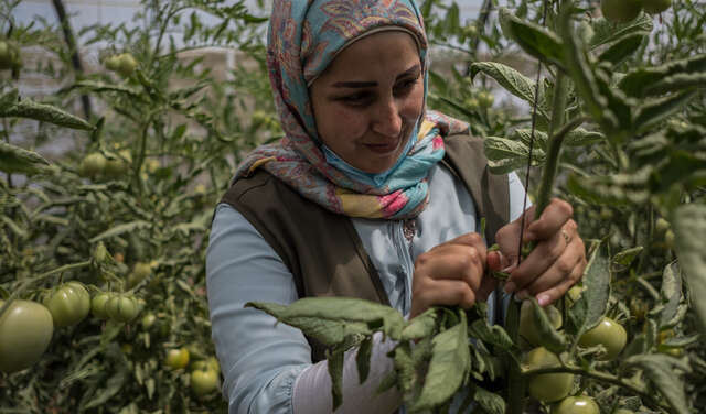 Eine Frau umgeben von grünen Pflanzen. Sie befestigt eine Tomatenpflanze.