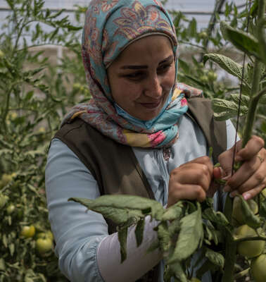 Zainab Mussavi, an employee of the organization LOST, stands in the greenhouse where fresh tomatoes are growing. 
