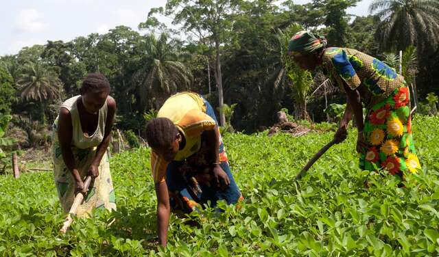 Drei Frauen bei der Arbeit auf einem Erdnussfeld