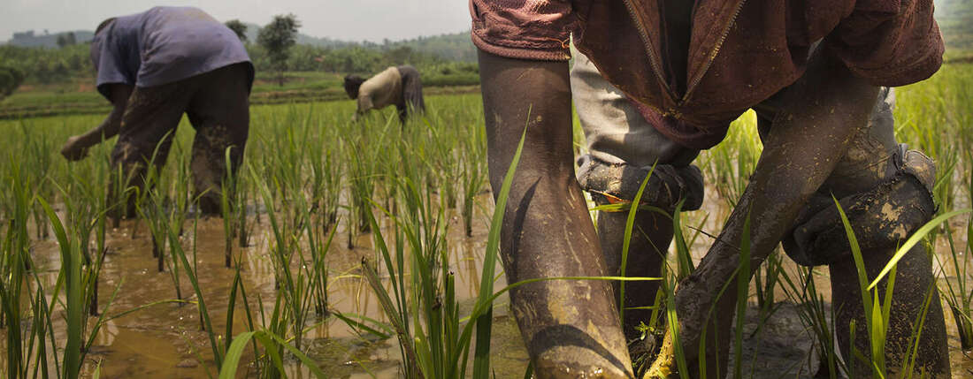 Ruanda 2014, Feldarbeiter auf den Reisfeldern.