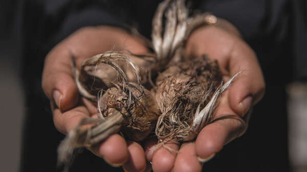 Eine Frau hält Safranzwiebeln in der Hand.