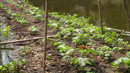 Floating garden in Bangladesh