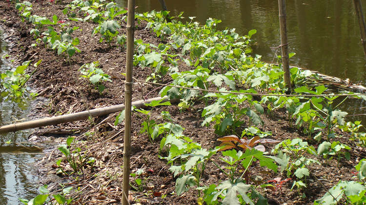 Floating garden in Bangladesh