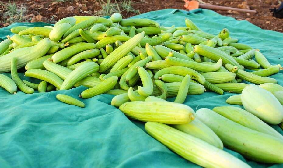 Harvested cucumbers in a field in Mardin, Turkey.
