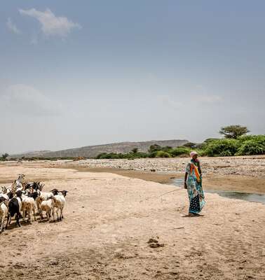 Eine Frau mit Ziegen an einem ausgetrockneten Wasserlauf, Somalia 2018