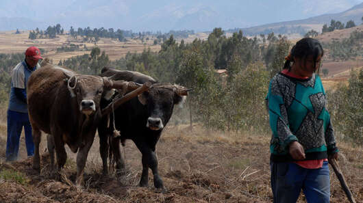 Feldarbeit mit Kühen und Pflug, Peru. 