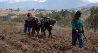 Feldarbeit mit Kühen und Pflug, Peru. 
