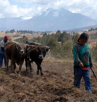 Feldarbeit mit Kühen und Pflug, Peru. 
