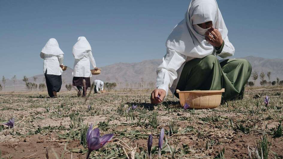Eine Frau kniet auf dem Boden und Pflückt Krokus-Blüten.