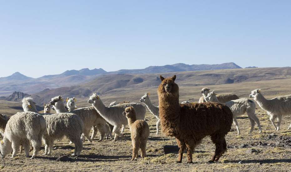welthungerhilfe in Peru