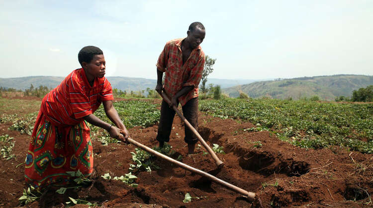 Two smallholder farmers working on their field
