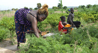 Frauen bei Feldarbeit