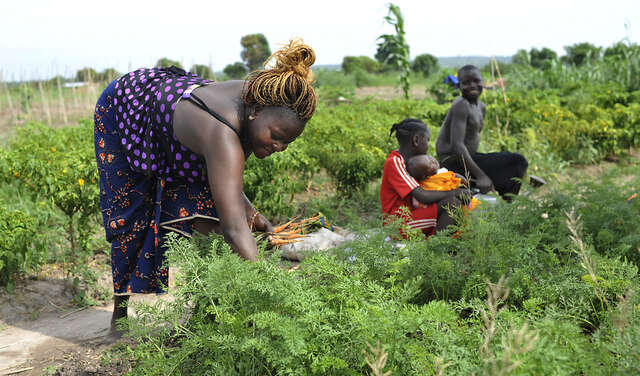Frauen bei Feldarbeit