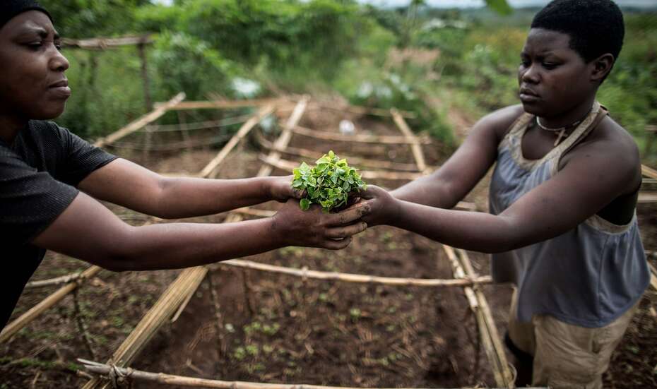 Ruanda_Agro-ecosystemsManagement_.jpg Papaya seedlings in southern Rwanda