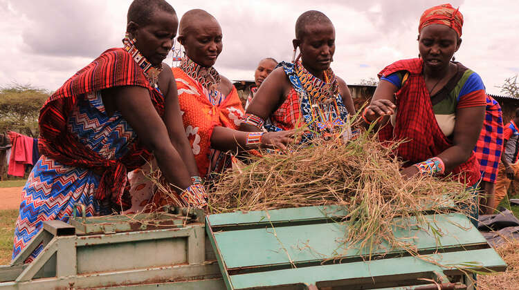 Four woman harvest hay in Kenia