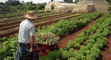 A man with his wheelbarrow on a field in Havana.