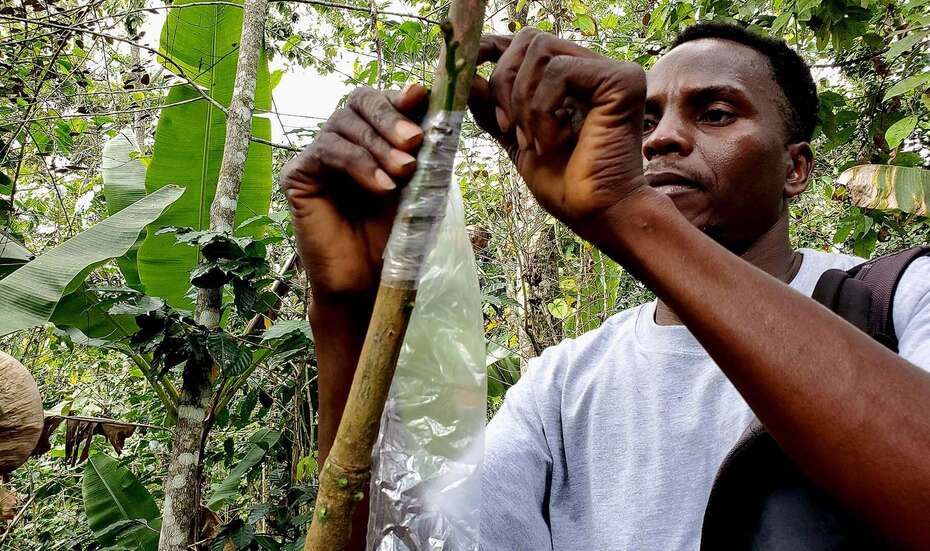 Mann arbeitet im Wald