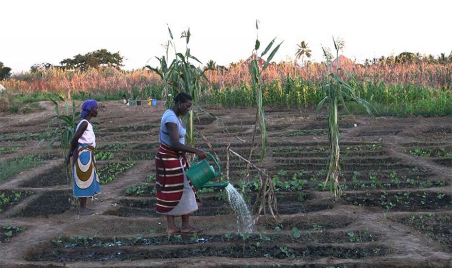 Efficient farming methods and optimized seeds are important for a good harvest. 