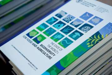 Bericht_FAO_Agrobiodiversitaet.jpg Food and Agriculture Organisation report