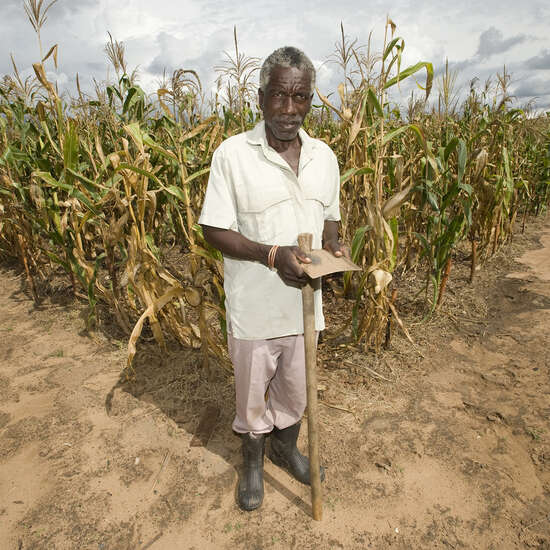 Mann auf präsentiert sein Maisfeld