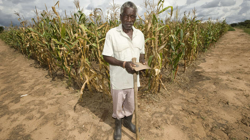Mann auf präsentiert sein Maisfeld