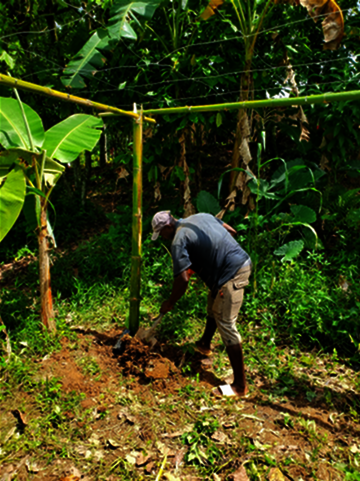 The "Grenadia" plantation in Le Borgne, Haiti